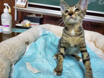 オシキャット【愛知県・女の子・2019年6月5日・ブラウンスポテッドタビー（ショートヘアー）】の写真「人懐こい甘えん坊、犬っぽい性格が魅力です。」