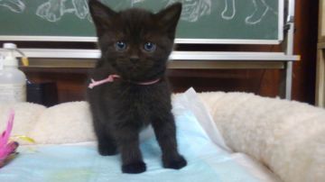 スコティッシュフォールド(立ち耳)【愛知県・女の子・2019年2月16日・ブラック（ショートヘア）】の写真「ルドルフとイッパイアッテナのルドルフにそっくり❗す」