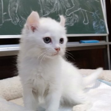 キンカロー【愛知県・男の子・2024年1月24日・ホワイト（ロングヘアー）】の写真「活発で人懐っこい甘えん坊です。」