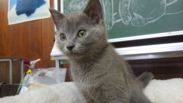 シャルトリュー【愛知県・女の子・2018年6月17日・ブルー（ショートヘア）】の写真「おっとり型で人懐こい甘えん坊です。」