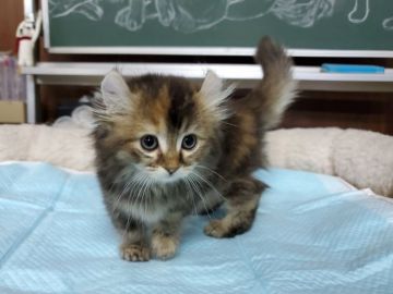 キンカロー【愛知県・女の子・2020年9月24日・ブラウンバッチドタビー（ロングヘアー）】の写真「穏やかで明るく人懐こい甘えん坊です。短足です。」