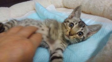 オシキャット【愛知県・女の子・2019年1月15日・シルバースポテッドタビー（ショートヘア）】の写真「おっとり型で人懐こい甘えん坊です。」