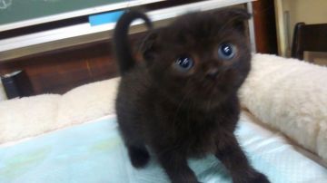 スコティッシュフォールド(折れ耳)【愛知県・男の子・2019年2月16日・ブラック（ショートヘア）】の写真「おっとり型で人懐こい甘えん坊です。折れ耳」