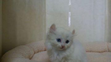 アメリカンカール【愛知県・女の子・2018年1月22日・ホワイト（ロングヘアー）】の写真「おっとり型で人懐こい甘えん坊でオッドアイです。」