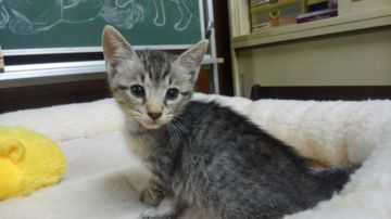 オシキャット【愛知県・男の子・2018年9月23日・シルバースポテッドタビー（ショートヘア）】の写真「おっとり型で人懐こい甘えん坊です。」