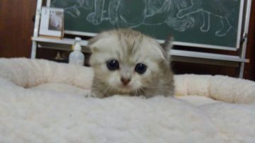 マンチカン(短足)【愛知県・男の子・2019年2月9日・シルバースポテッドタビー（ショートヘア）】の写真「おっとり型で人懐こい甘えん坊です。短足」