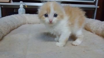 アメリカンカール【愛知県・女の子・2019年4月18日・クリームタビー&ホワイト（ロングヘアー）】の写真「おっとり型で人懐こい甘えん坊です。」