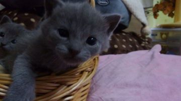 シャルトリュー【愛知県・男の子・2018年1月16日・ブルー（ショートヘアー）】の写真「おめめの大きな人懐こい甘えん坊です。」