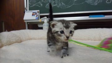 マンチカン(短足)【愛知県・女の子・2018年6月7日・シルバータビー（ショートヘアー）】の写真「短足とまん丸なお顔がチャームポイント」