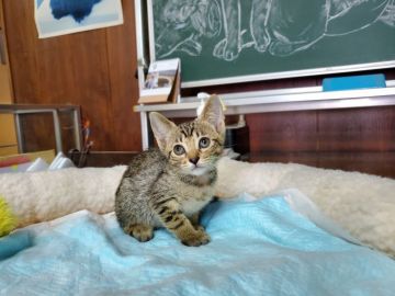 オシキャット【愛知県・男の子・2019年7月16日・ブラウンスポテッドタビー（ショートヘアー）】の写真「穏やかで人懐こい甘えん坊さんです。」