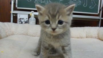 スコティッシュフォールド(立ち耳)【愛知県・男の子・2019年1月17日・ブルータビー（ショートヘア）】の写真「おっとり型で人懐こい甘えん坊です。」