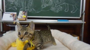 オシキャット【愛知県・女の子・2018年8月29日・ブラウンスポテッドタビー（ショートヘア）】の写真「おっとり型で人懐こい甘えん坊です。」