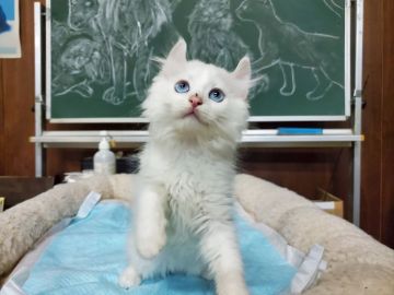 アメリカンカール【愛知県・男の子・2020年2月25日・ホワイト（ロングヘアー）】の写真「優しい人懐こい真っ白な天使、ブルーアイです。」