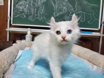 アメリカンカール【愛知県・男の子・2020年2月25日・ホワイト（ロングヘアー）】の写真「明るくて人懐こい甘えん坊さんです。オッドアイです。」