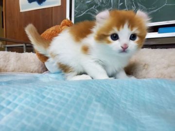 アメリカンカール【愛知県・女の子・2020年1月11日・レッド&ホワイト（ロングヘアー）】の写真「２頭兄妹ののんびり屋さんです。」