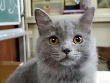 スコティッシュフォールド(立ち耳)【愛知県・女の子・2019年4月25日・ブルー（ロングヘアー）】の写真「おっとり型で人懐こい甘えん坊です。立ち耳」