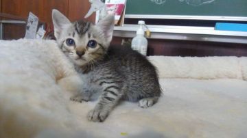 オシキャット【愛知県・男の子・2019年3月8日・シルバースポテッドタビー（ショートヘア）】の写真「おっとり型で人懐こい甘えん坊です。」