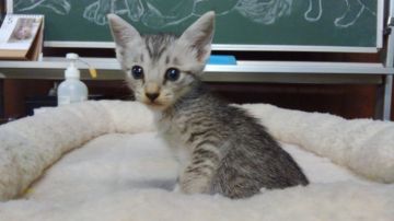 オシキャット【愛知県・男の子・2019年4月13日・シルバースポテッドタビー（ショートヘア）】の写真「おっとり型で人懐こい甘えん坊です。」