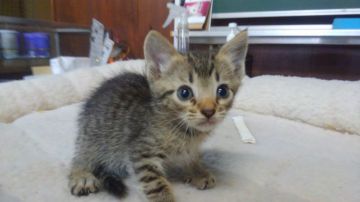 オシキャット【愛知県・男の子・2019年3月8日・ブラウンスポテッドタビー（ショートヘア）】の写真「おっとり型で人懐こい甘えん坊です。」