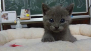 シャルトリュー【愛知県・男の子・2018年8月30日・ブルー（ショートヘア）】の写真「真ん丸なお顔でおっとり型の人懐こい甘えん坊です。」