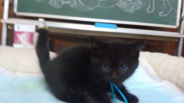 スコティッシュフォールド(立ち耳)【愛知県・男の子・2019年2月16日・ブラック（ショートヘア）】の写真「ルドルフとイッパイアッテナのルドルフにそっくり❗す」