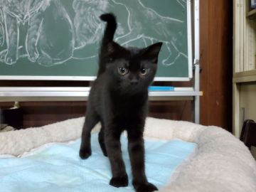 スコティッシュフォールド(立ち耳)【愛知県・女の子・2020年3月13日・ブラック（ショートヘア）】の写真「真っ黒なカラスの濡れ羽色‼️人懐こい甘えん坊さん。」