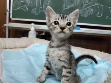 オシキャット【愛知県・男の子・2020年3月26日・シルバースポテッドタビー（ショートヘアー）】の写真「犬の様な性格、人懐こく甘えん坊です。」