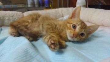 オシキャット【愛知県・男の子・2019年1月15日・シナモンスポテッドタビー（ショートヘア）】の写真「おっとり型で人懐こい甘えん坊です。」