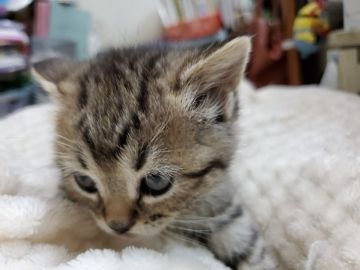 スコティッシュフォールド(立ち耳)【愛知県・女の子・2019年12月4日・ブラウンタビー（ショートヘアー）】の写真「人懐こい甘えん坊、お目目ぱっちりの美人さん。」