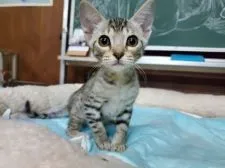 オシキャット【愛知県・男の子・2019年8月21日・シルバースポテッドタビー】の写真1「11月8日撮影」