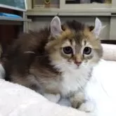 キンカロー【愛知県・女の子・2023年12月25日・ブラウンティックドタビー&ホワイト】の写真1