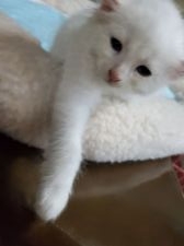 アメリカンカール