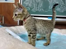 オシキャット【愛知県・女の子・2019年8月21日・ブラウンスポテッドタビー】の写真2「11月8日撮影」