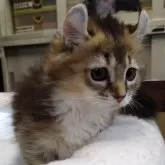 キンカロー【愛知県・女の子・2023年12月25日・ブラウンティックドタビー&ホワイト】の写真4