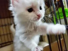 アメリカンカール【愛知県・男の子・2020年2月22日・ホワイト】の写真4