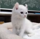 キンカロー【愛知県・男の子・2024年1月24日・ホワイト】の写真4