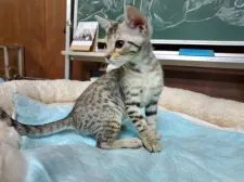 オシキャット【愛知県・男の子・2019年8月21日・シルバースポテッドタビー】の写真4「11月8日撮影」