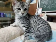 エジプシャンマウ【愛知県・女の子・2020年11月11日・シルバー】の写真5「2月1日撮影」