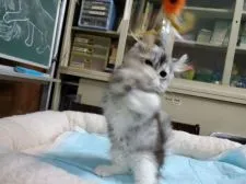 キンカロー【愛知県・女の子・2020年9月24日・ブルーシルバーパッチドタビー&ホワイト】の写真5「1月10日撮影」