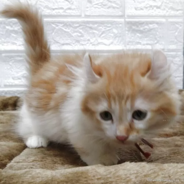 キンカロー【愛知県・女の子・2025年6月24日・レッドタビー&amp;ホワイト】の写真1