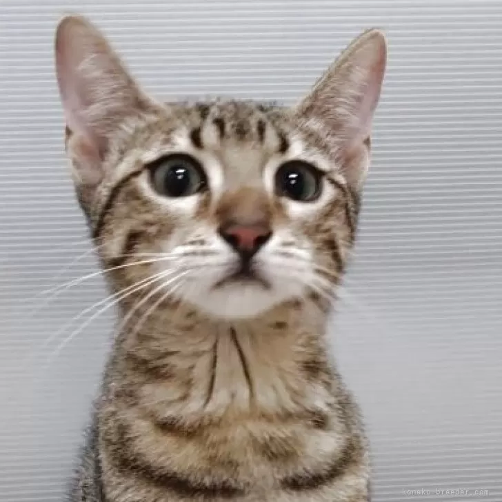 ID：2505-02305の子猫