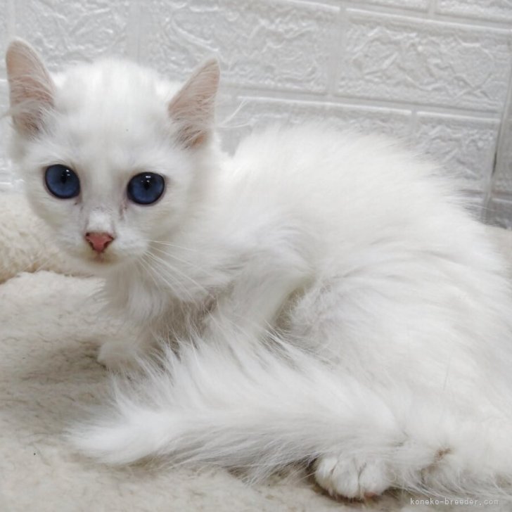 妖精猫さん白コウモリバージョン 妖精猫さん白コウモリバージョン