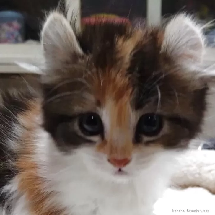ID:2505-02061の子猫