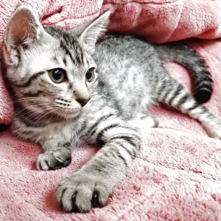 ◎ねこオーダーページ◎ 卸売】iCat 猫用コンフォートハーネス IDOG×AlexanderLeeChang