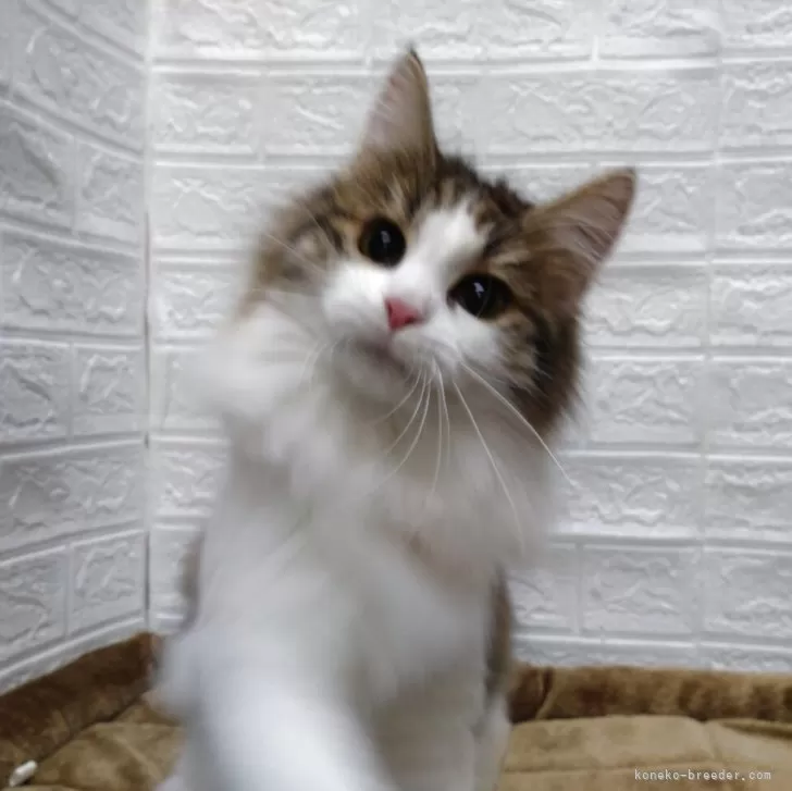 ノルウェージャンフォレストキャット【愛知県・女の子・2025年5月6日・ブラウンマッカレルタビー&amp;ホワイト】の写真1