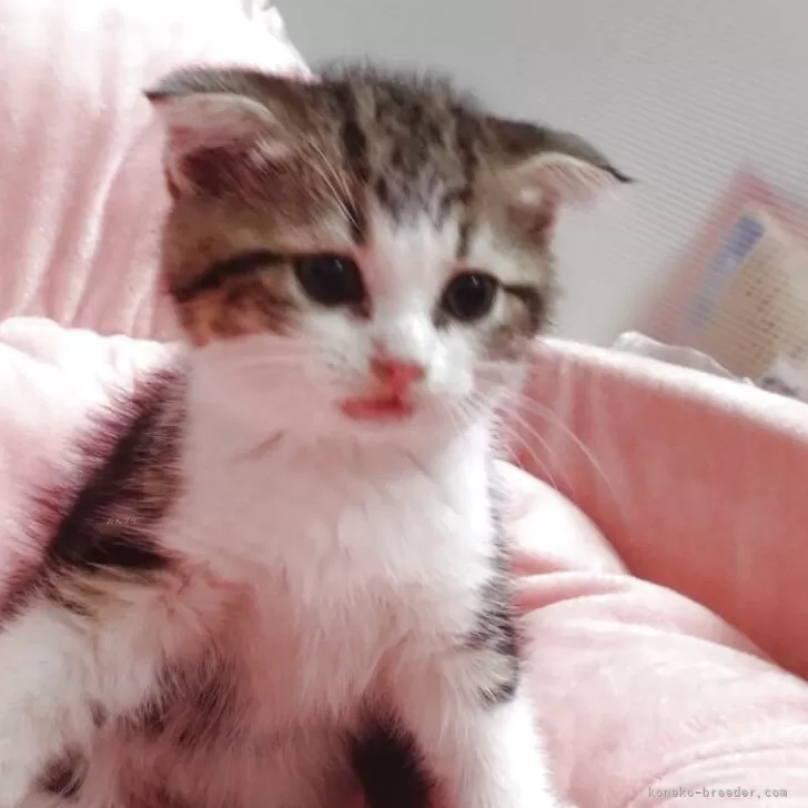 スコティッシュフォールド(折れ耳)【愛知県・男の子・2025年8月26日・フラウンタビー&amp;ホワイト】の写真1