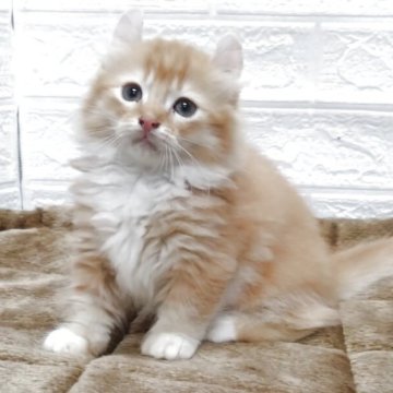 キンカロー【愛知県・男の子・2025年6月24日・レッド&ホワイト（ロングヘアー）】の写真「明るく人懐こい甘えん坊です。」