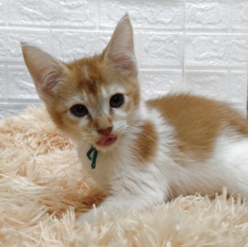 アメリカンカール【愛知県・男の子・2025年8月30日・レッド&ホワイト（ショートヘアー）】の写真「人懐こい甘えん坊さん、立ち耳」