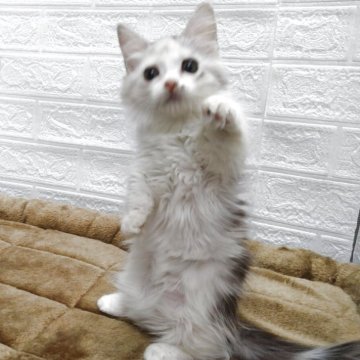 キンカロー【愛知県・女の子・2025年5月17日・シルバーパッチドタビー&ホワイト（ロングヘアー）】の写真「人懐こい甘えん坊さん。短足立ち耳。」