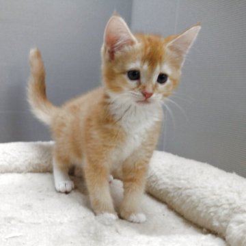 アメリカンカール【愛知県・女の子・2025年4月12日・レッド&ホワイト（ショートヘアー）】の写真「明るく人懐こい甘えん坊さん。
立ち耳です。」